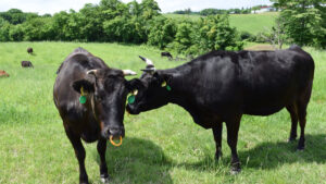 cow_ushi